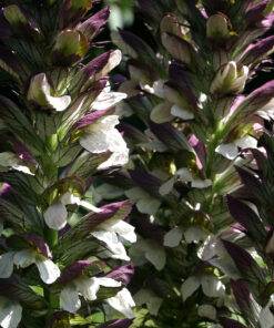 Acanthus spinosus 'Ferguson's Form' ist sehr blühfreudig und auch im Halbschatten absolut standfest.