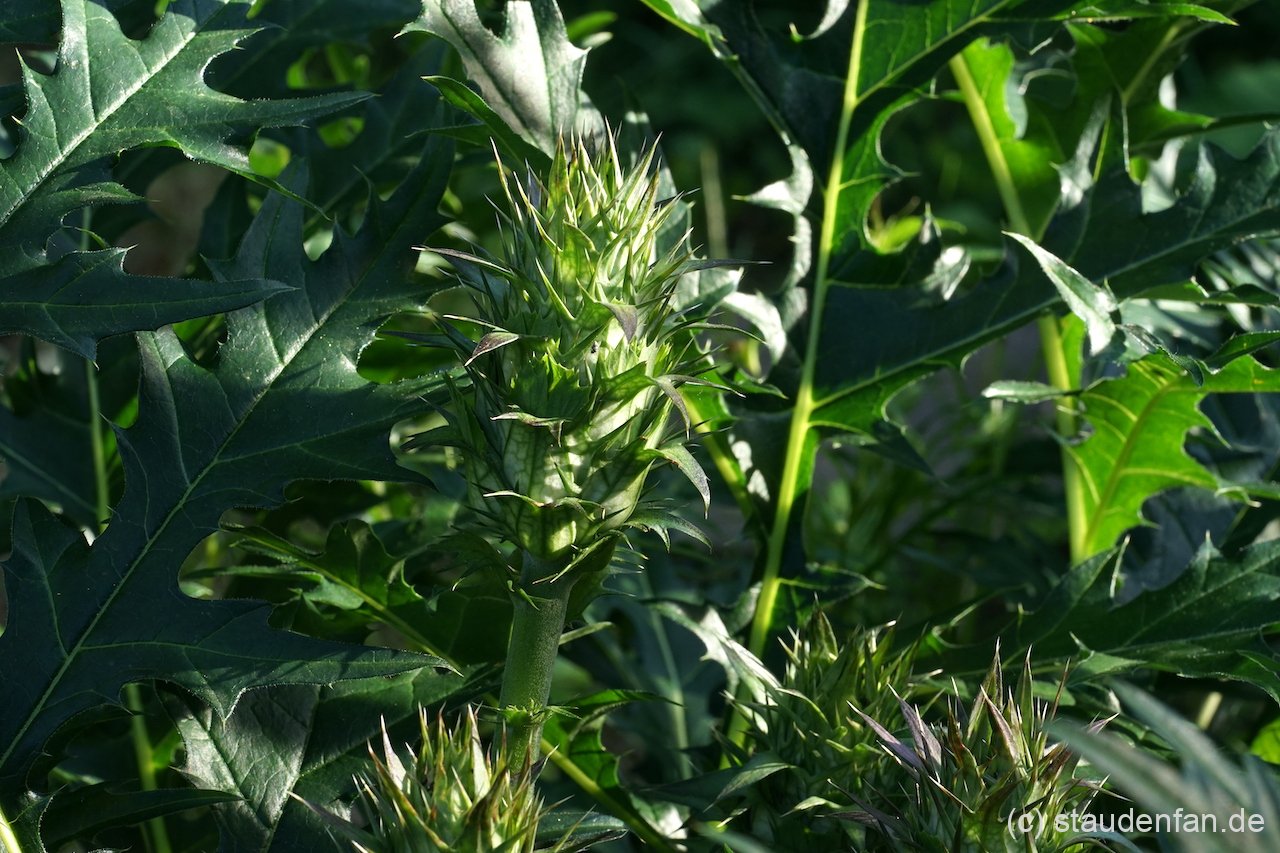 Der noch knospige Blütenstand von Acanthus spinosus 'Ferguson's Form'.