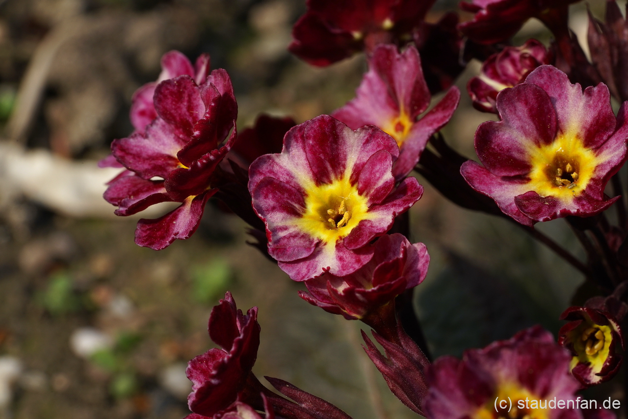 Die Primel 'Dark Rosaleen' ist eine ungewöhnliche Kissenprimel aus Irland.