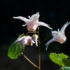 Epimedium pauciflorum