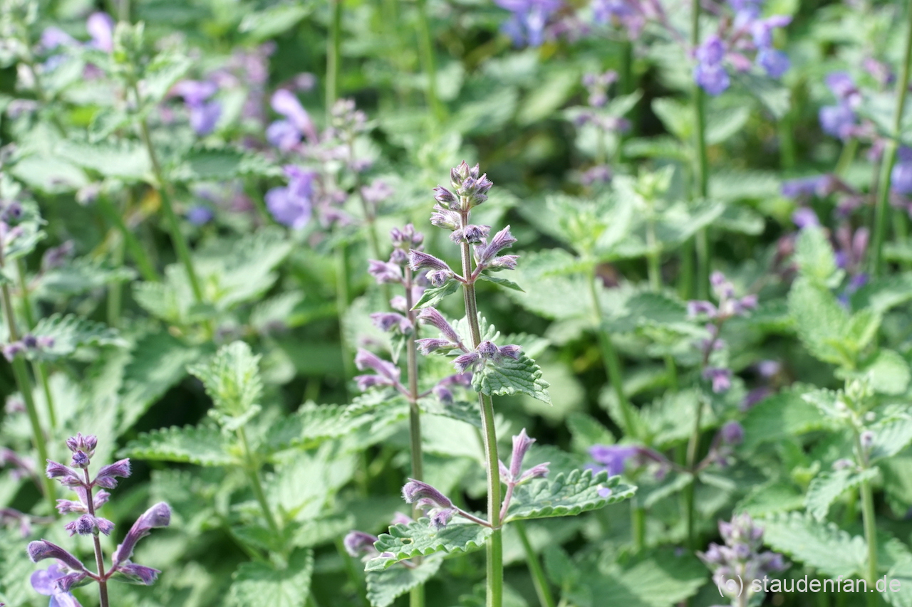 Nepeta x faassenii ,Walker’s Low’ besitzt atraktives silbrig überlaufendes Laub.