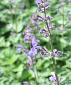 Nepeta x faassenii ,Walker’s Low’ blüht auch ohne Remontierschnitt immer wieder nach.