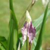 Roscoea x beesiana 'White Form' zeigt of kräftig violett gesprenkelte Blüten