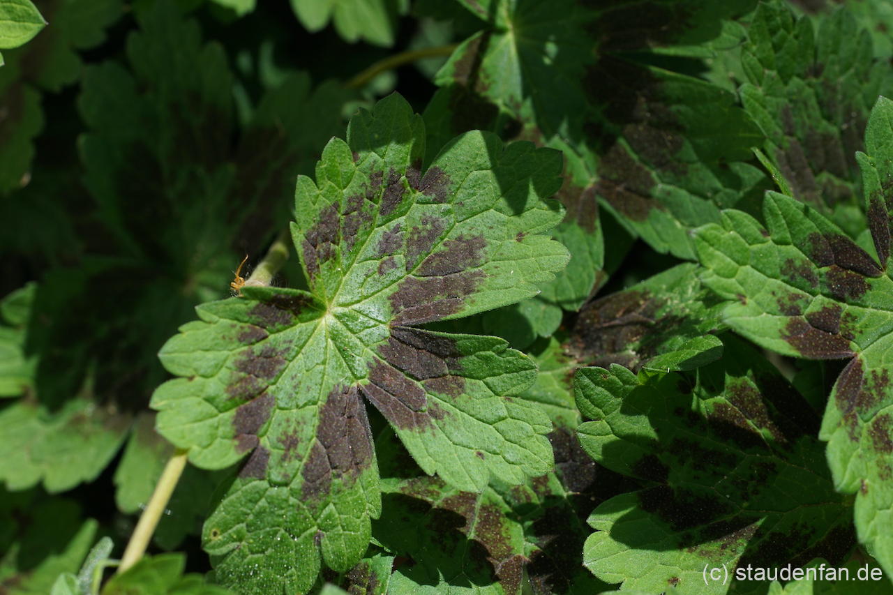 Das gefleckte Laub von Geranium phaeum 'Saturn'.