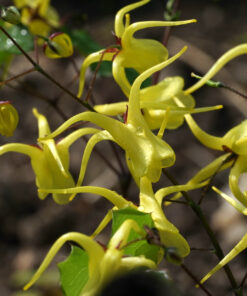 Epimedium davidii CPC960079 besitzt im Verhältnis zum Habitus sehr große Einzelblüten.