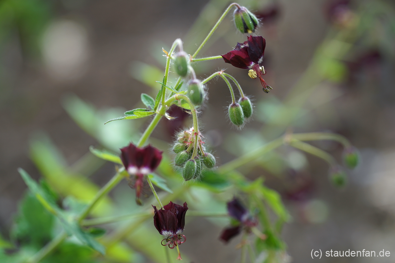 Geranium phaeum 'Saturn' beginnt die Blüte im April.