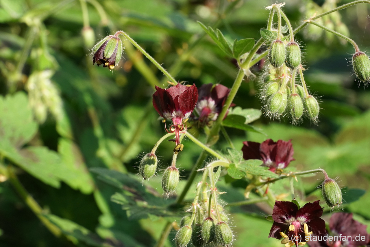 Geranium phaeum 'Saturn' mit den tiefroten Blüten.
