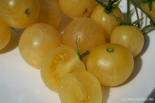 Die Tomate 'Bianca' ist eine feine kleinfruchtige Sorte.