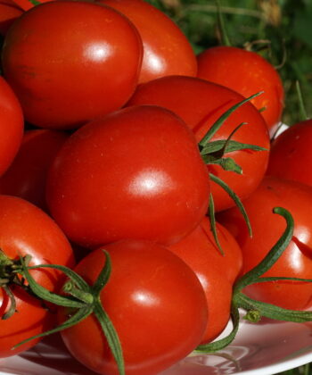 Die Tomate 'De Bearo'.