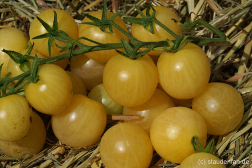 Die Tomate 'Bianca' besitzt cremegelbe Früchte.