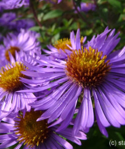 Aster novae-angliae 'Barr's Blue'.