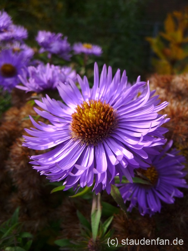 Aster novae-angliae 'Barr's Blue' besitzt meist nach oben gebogene Blütenblätter.