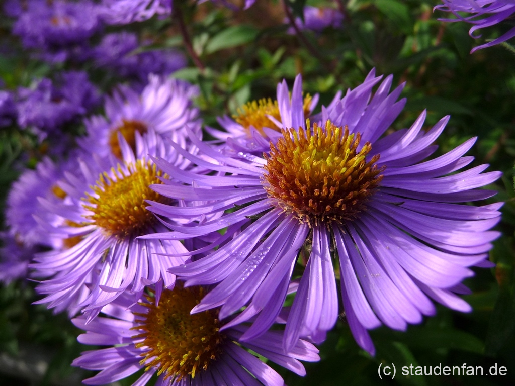 Aster novae-angliae 'Barr's Blue'.