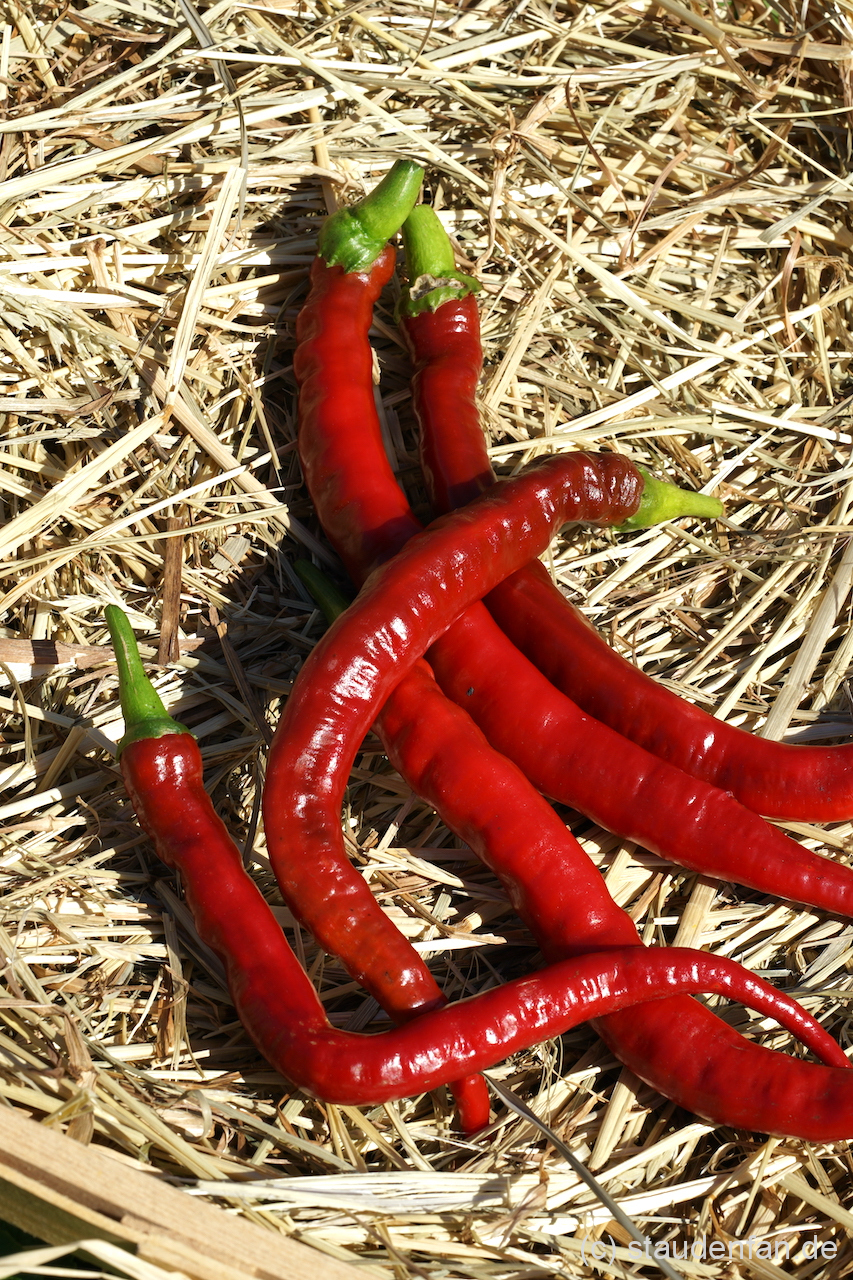 Der Chili 'Joe's Long' wird nicht nur beachtlich lang, sondern auch wunderschön sattrot.