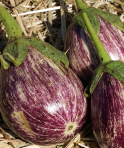 Die Aubergine 'Listada de Gandia'.