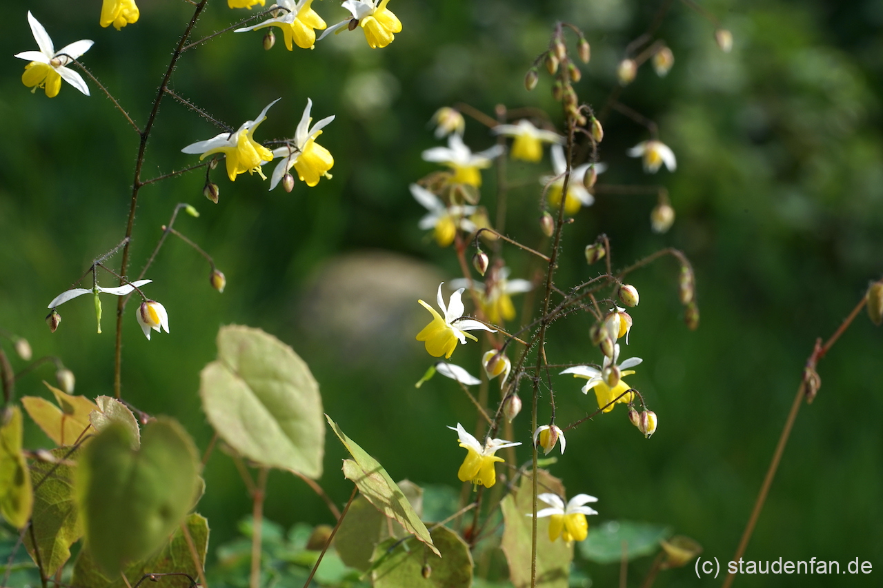 Epimedium 'Moonlight' bildet viele kleine gelb-weiße Blüten.