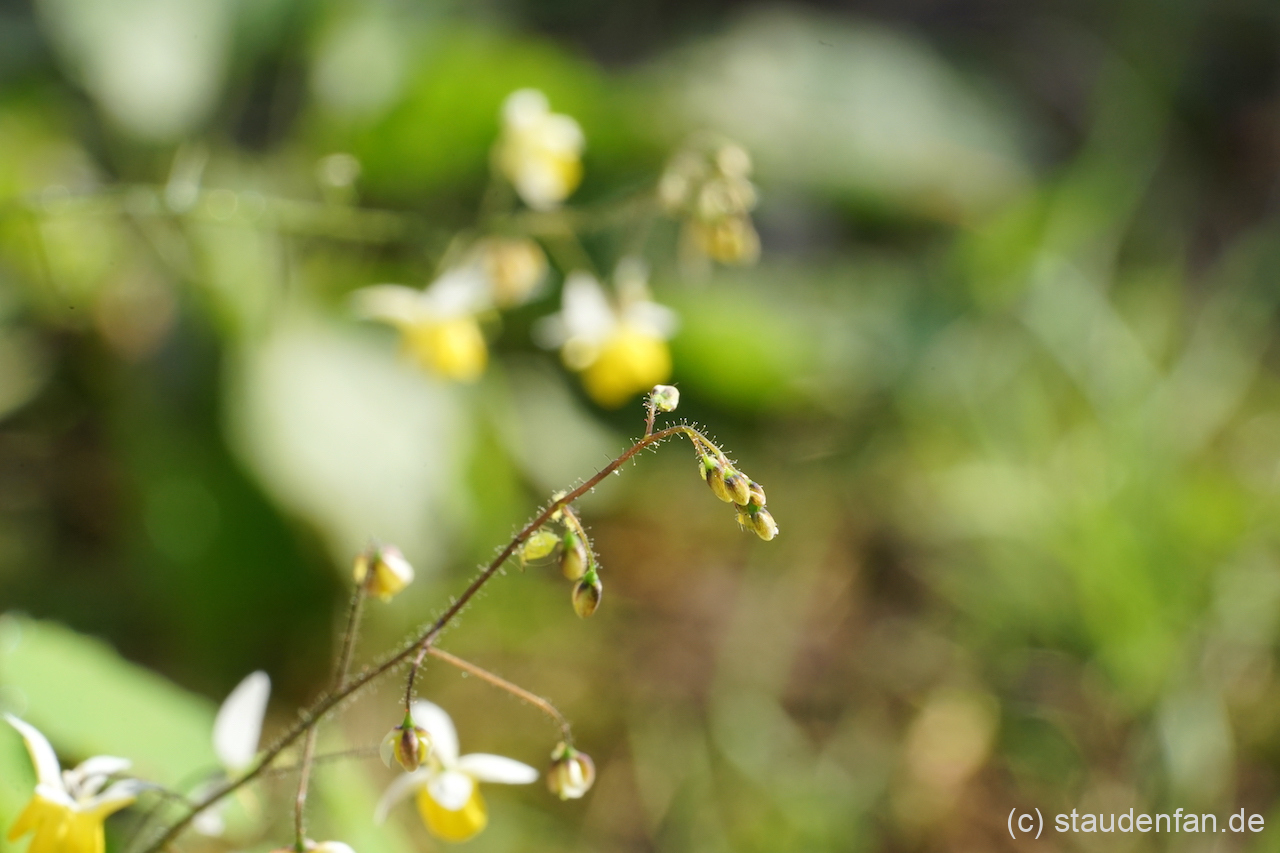 Epimedium 'Moonlight' hier zu Beginn der Blüte im April.