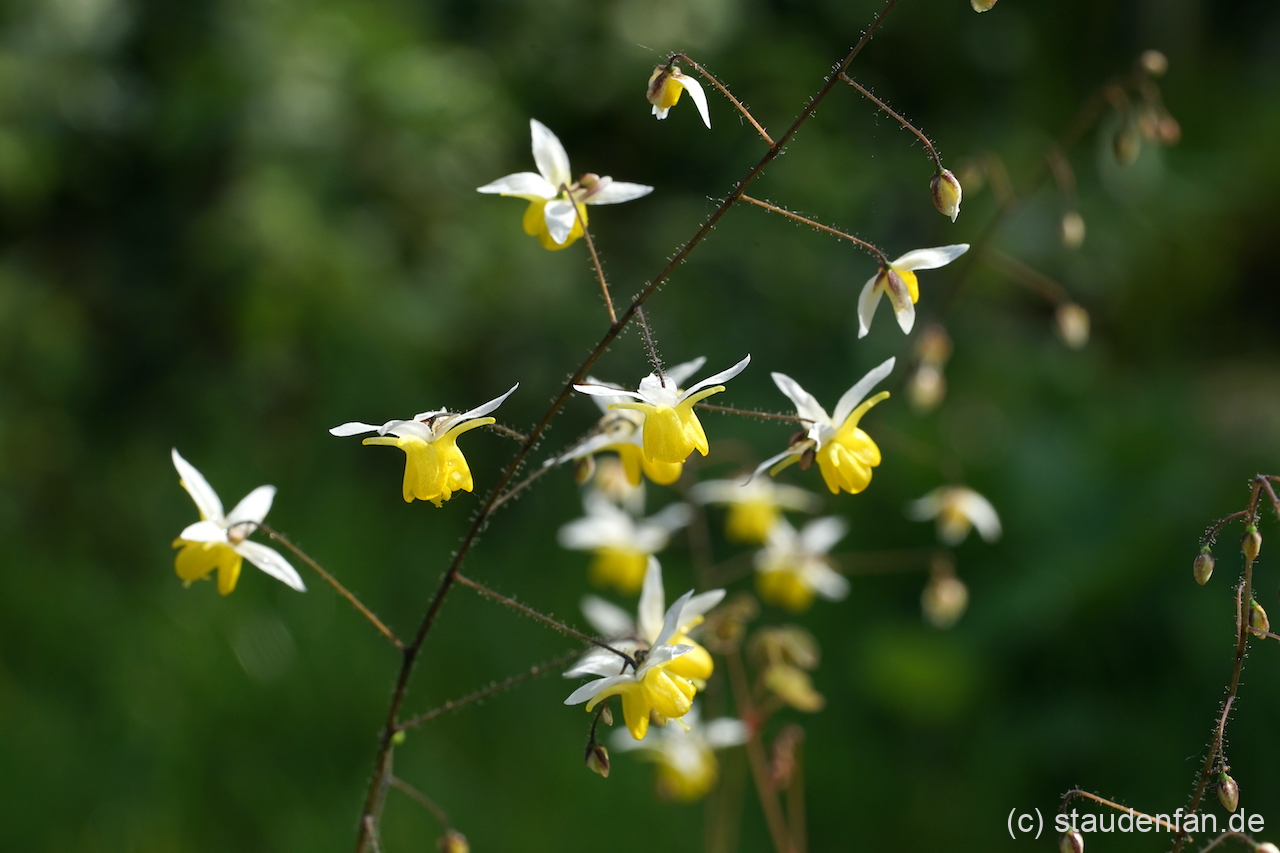 Epimedium 'Moonlight' stammt vom Epimediumkenner Koen van Poucke.