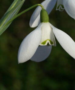 Galanthus 'Nothing Special' ist eine einfach gezeichnete und trotzdem besondere Sorte.
