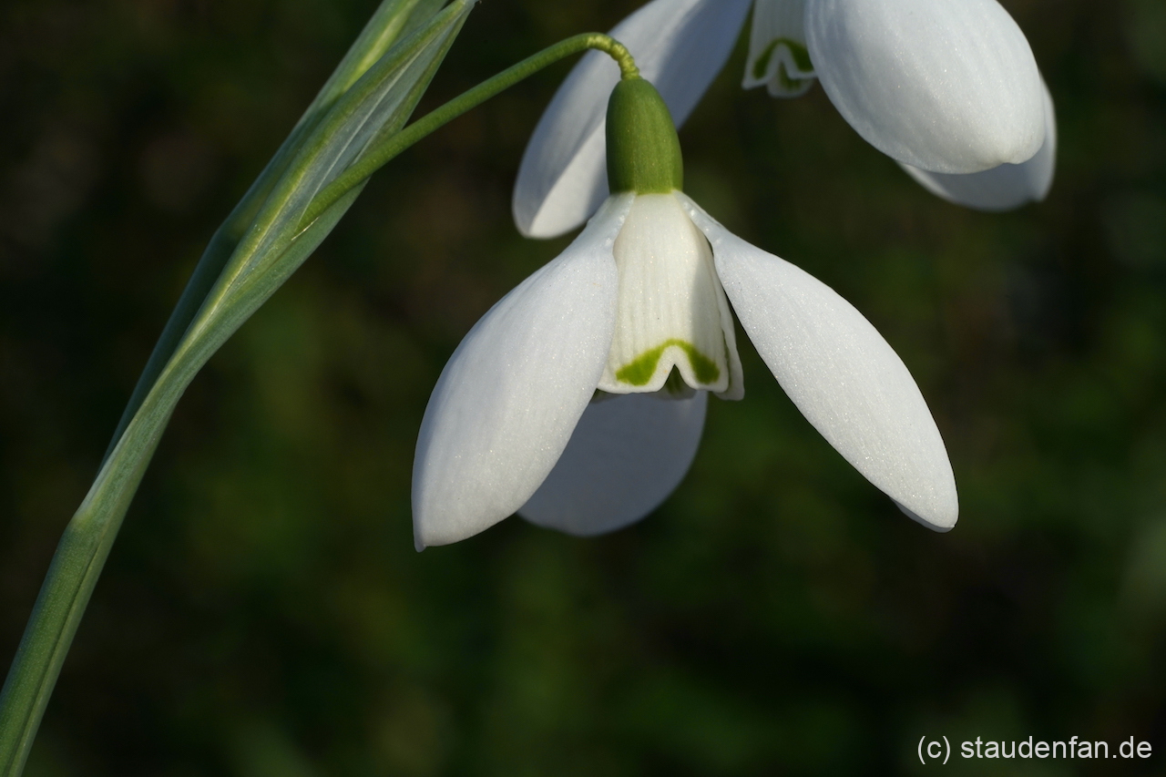 Galanthus 'Nothing Special' ist eine einfach gezeichnete und trotzdem besondere Sorte.