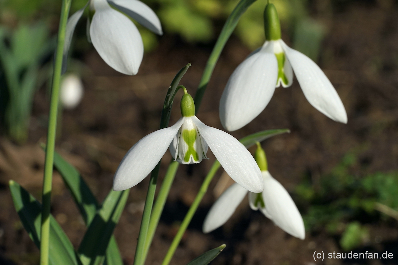 Galanthus plicatus 'Walker Canada' – Bild 2