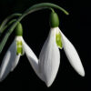 Galanthus elwesii 'Sickle' besitzt sehr lange Blütenblätter.
