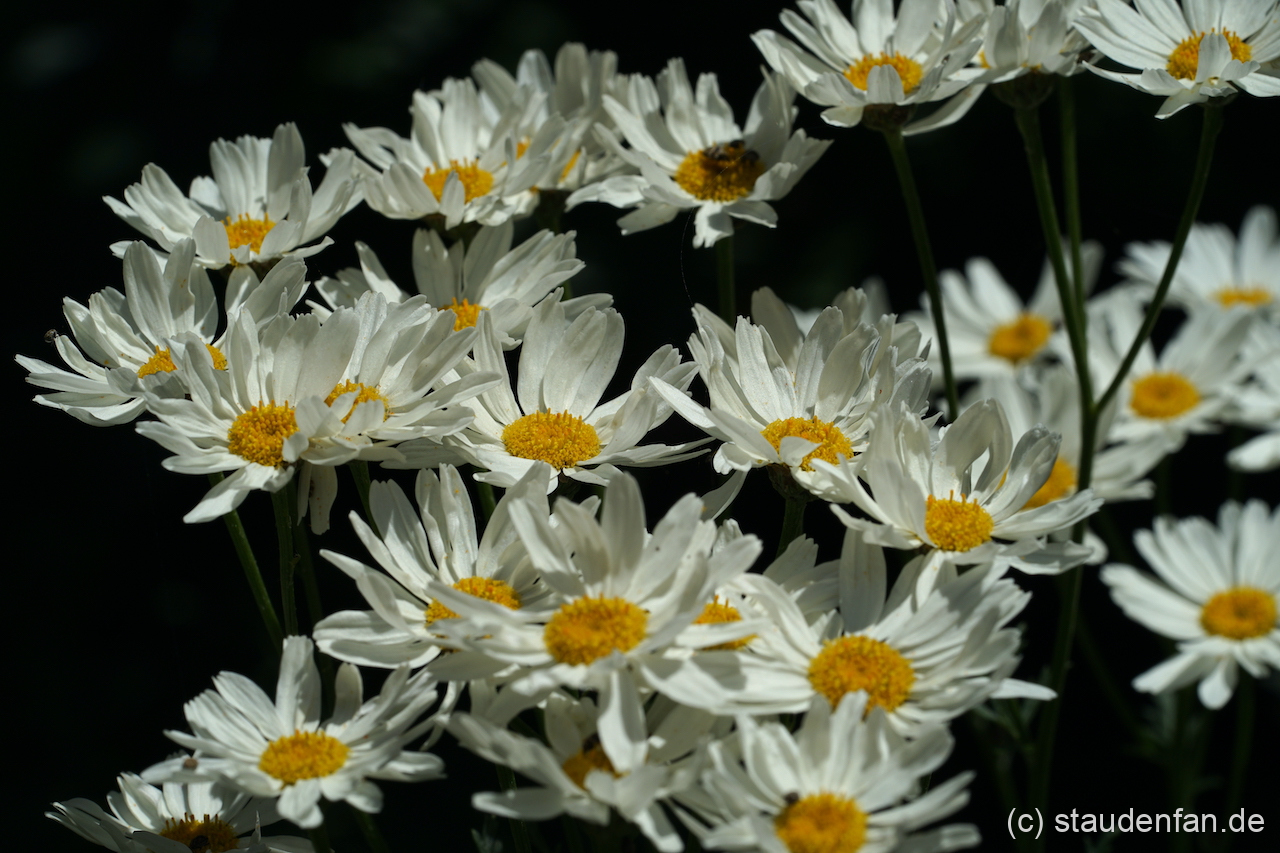 Tanacetum corymbosum 'Festtafel'