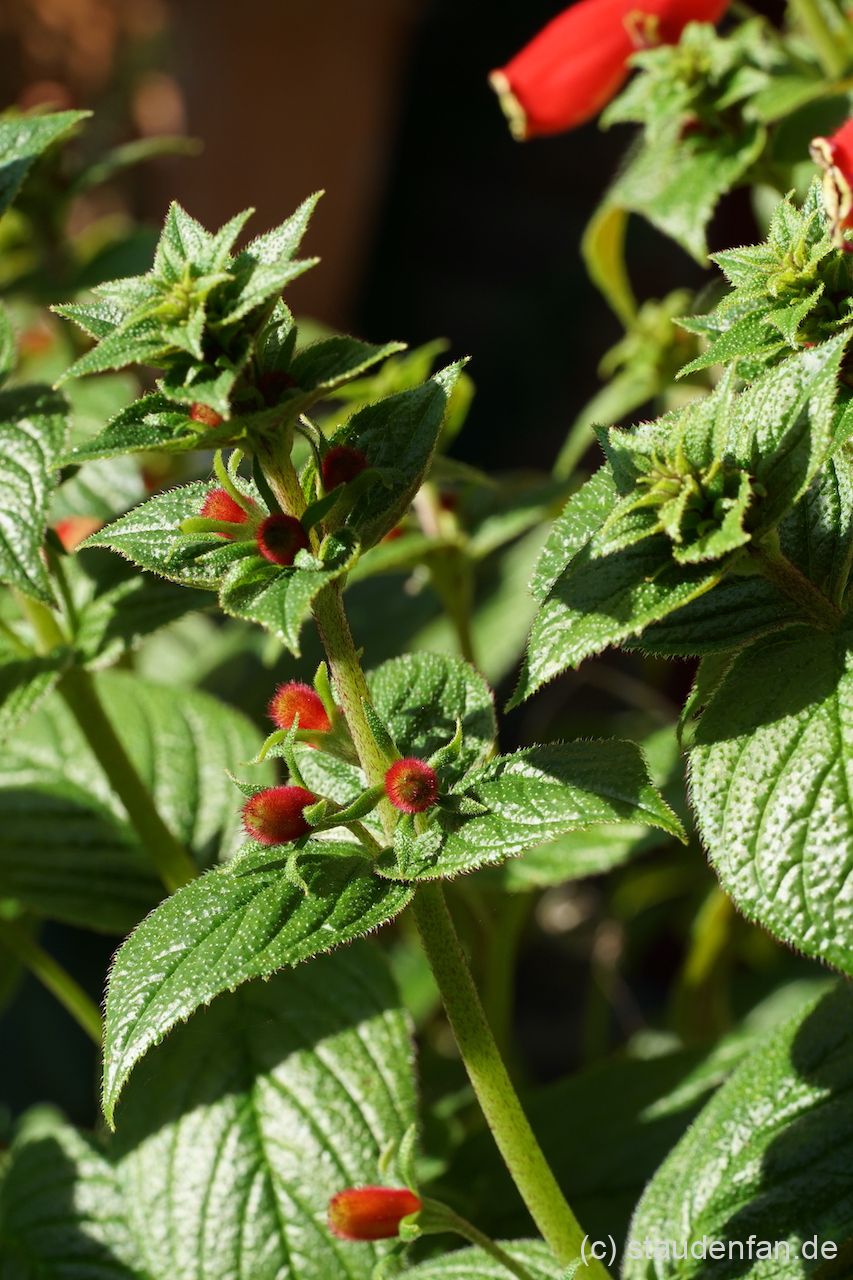 Seemannia purpurascens, Rhizome Gärtnerei Staudenfan