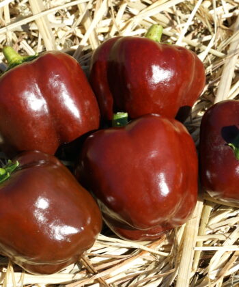 Paprika 'Miniature Chocolate' besitzt eine ganz besondere Fruchtfarbe.
