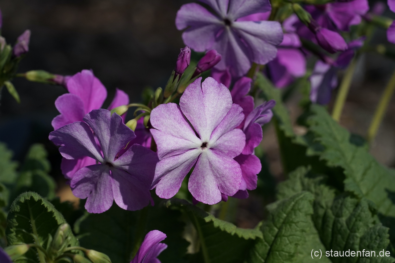 Primula sieboldii 'Daikoshi'.