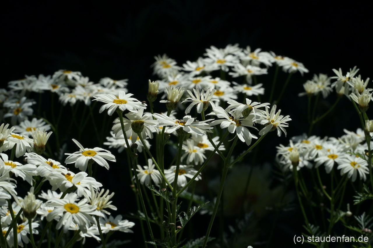 Tanacetum corymbosum 'Festtafel'.