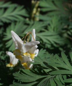 Dicentra cucullaria besitzt feines graugrünes Laub.