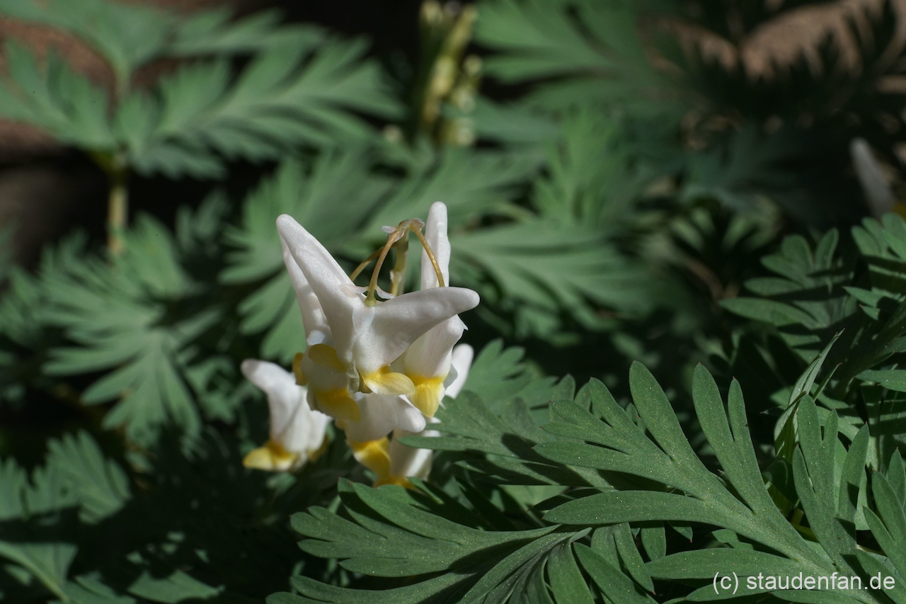 Dicentra cucullaria besitzt feines graugrünes Laub.