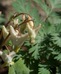 Dicentra cucullaria ist ein wertvoller Frühlingsblüher.