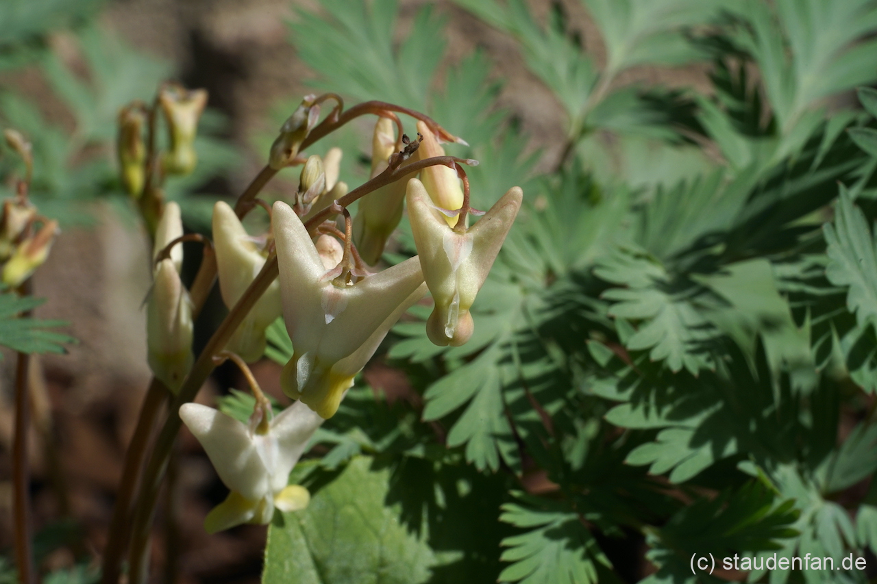 Dicentra cucullaria ist ein wertvoller Frühlingsblüher.