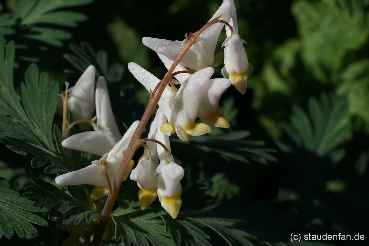 Dicentra cucullaria.