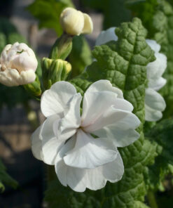 Primula sieboldii 'Aiaigasa' bildet oft perfekt gefüllte Blüten.