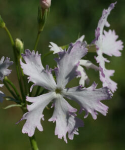 Primula sieboldii 'Yukizakura'.
