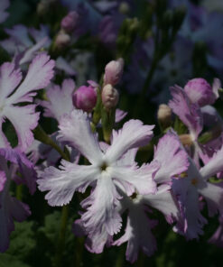 Primula sieboldii 'Yukizakura' besitzt auffällige zweifarbige Blüten.