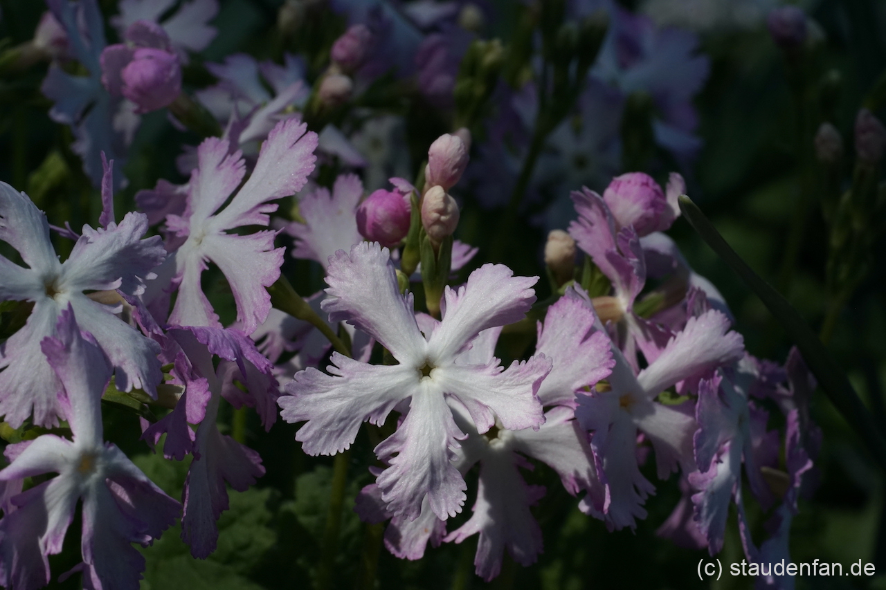 Primula sieboldii 'Yukizakura' besitzt auffällige zweifarbige Blüten.