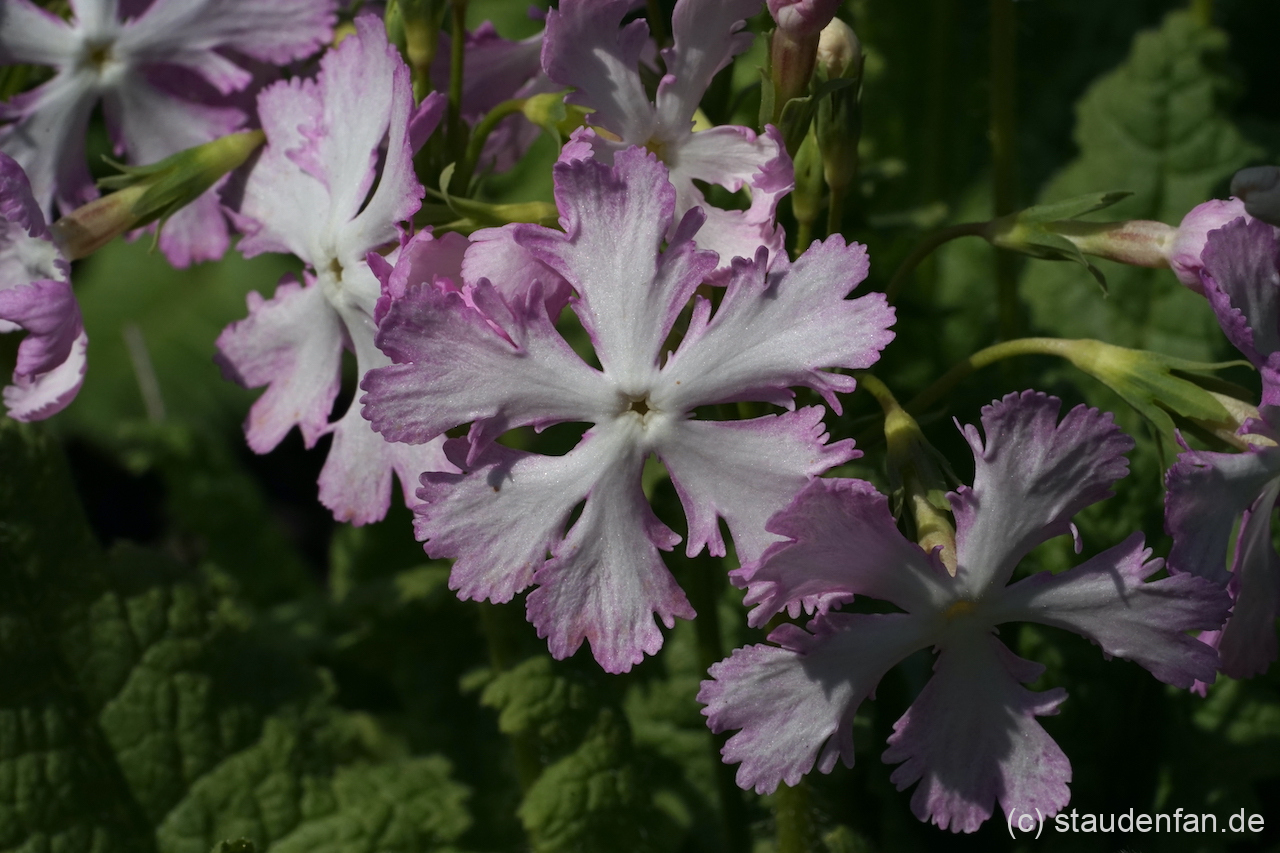 Primula sieboldii 'Yukizakura' ist eine sehr auffällige Auslese.