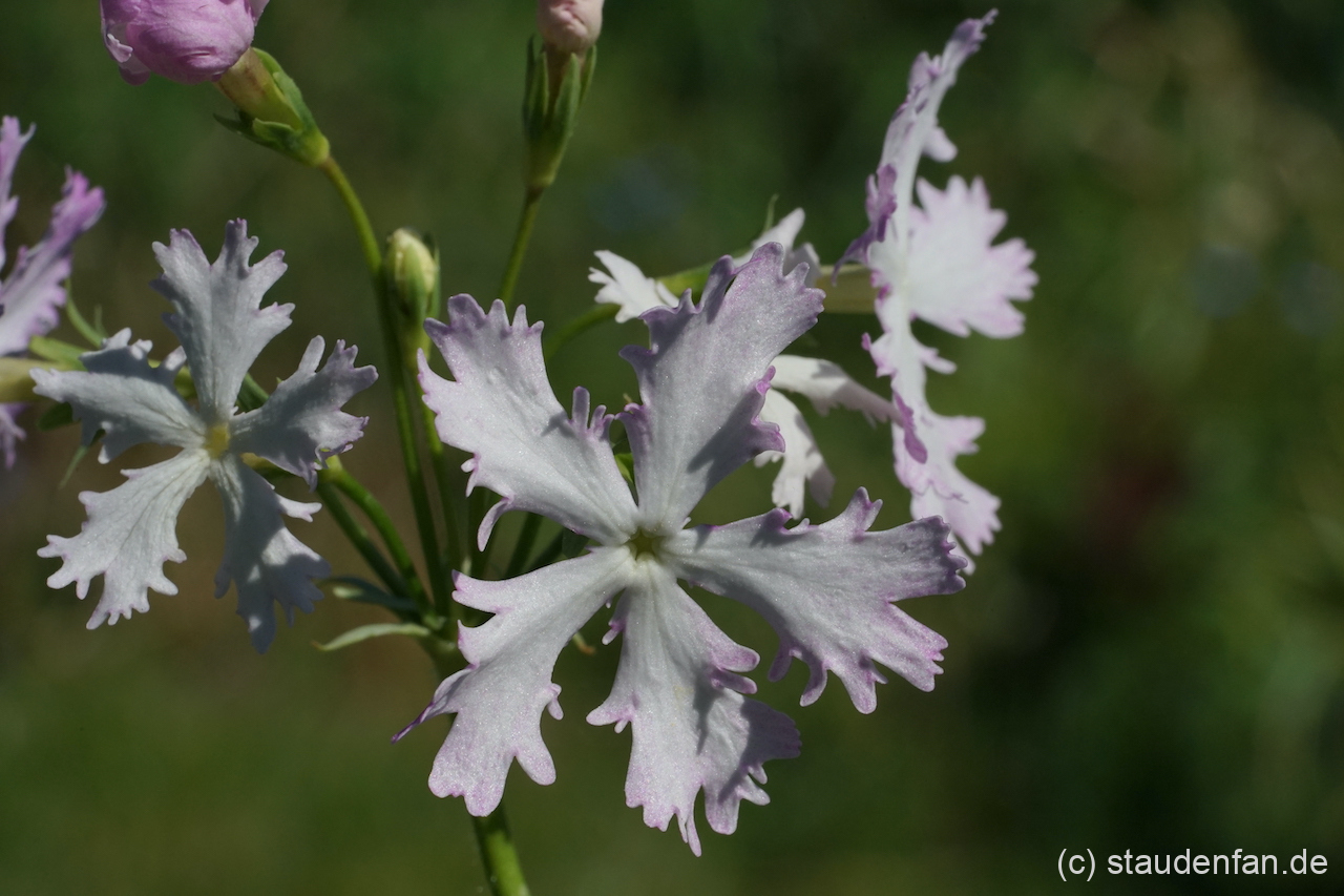 Primula sieboldii 'Yukizakura'.