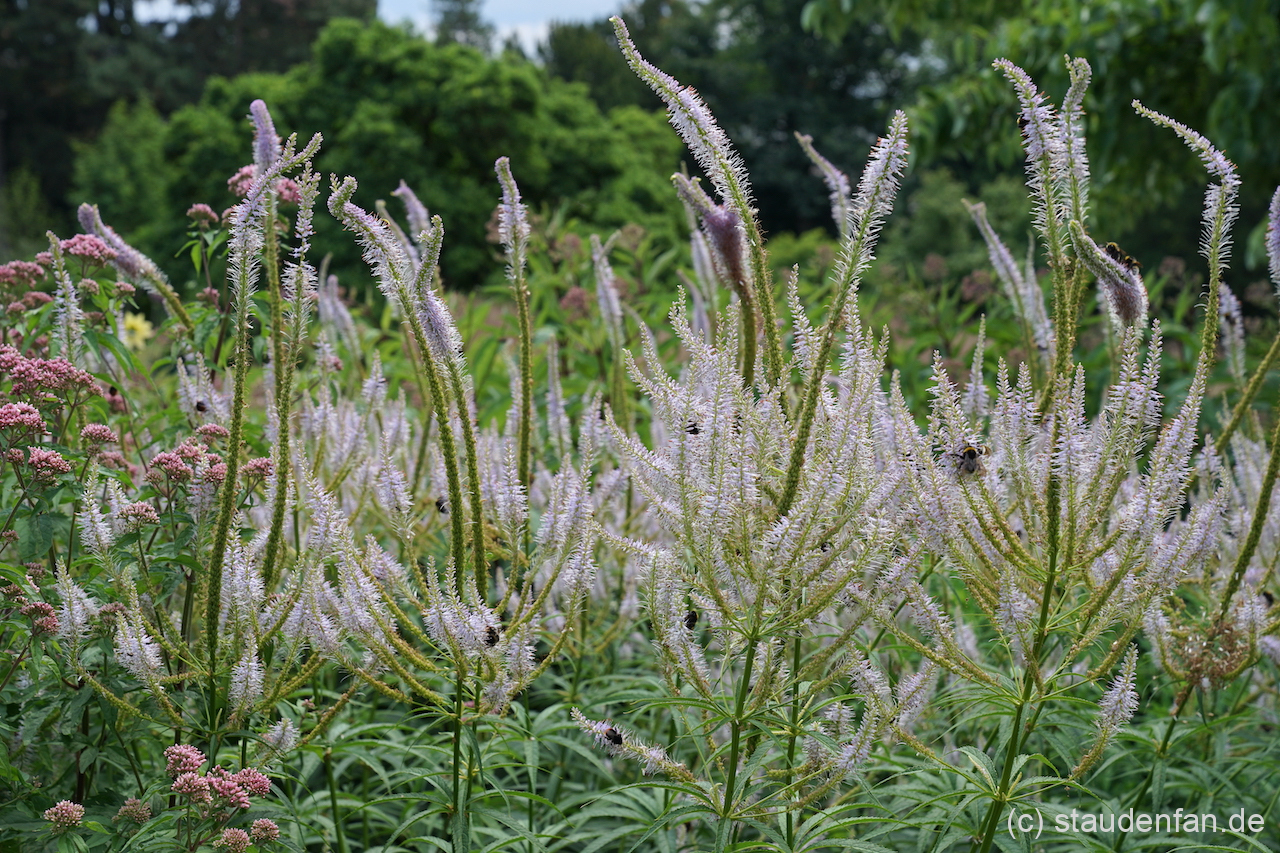 Veronicastrum 'Lavendelturm' wirkt auch sehr gut in größeren Gruppen.