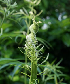 Veronicastrum 'Lavendelturm' zeigt ab und auch Verbänderungen in den Blütenständen.