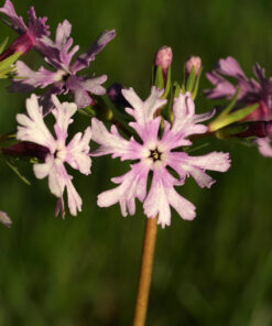 Primula sieboldii 'Hokotusei'.