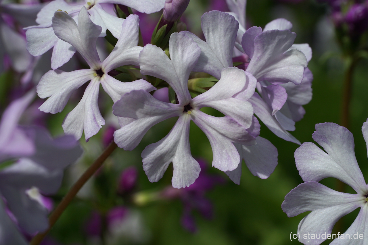 Primula sieboldii 'Shirawashi' ist eine sehr großblütige Auslese.