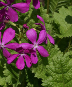 Primula sieboldii ‘Gyokkô-bai’ bringt große einfach geformte Blüten hervor.