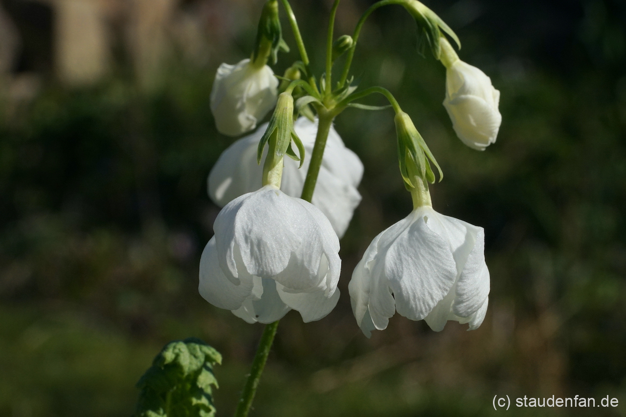 Primula sieboldii 'Tagonoura' bildet schneeweiße Blütenbälle.