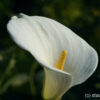 Zantedeschia aethiopica.