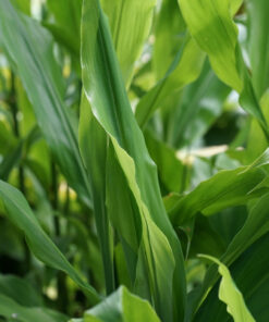 Zingiber mioga ist in Japan ein wichtiges Gemüse, wir verwenden ihn im Garten eher als exotischen Akzent.